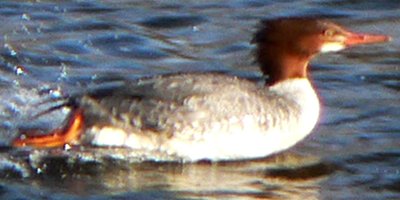 Strathcona Park, Ottawa, ON - Dec. 1, 2007 - adult female