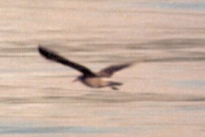 Offshore from Bamfield, BC - Oct. 14, 1978