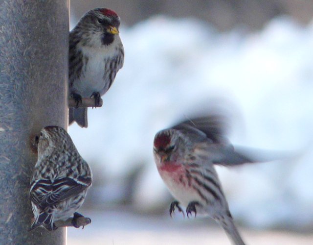 Shirleys Bay, ON - Jan. 11, 2008 - females on feeder, male in flight