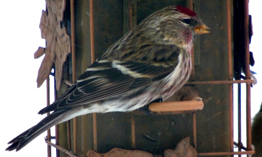 Lawrencetown, Annapolis County, NS - Jan. 13, 2015 - male