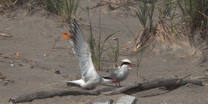 Breezy Point, Long Island, NY - May 26, 2006