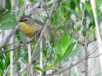 Elliot Island Road, MD - May 19, 2007 - female