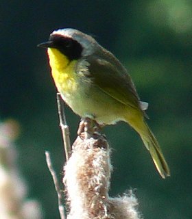 Huntley Meadows State Park, VA - May 21, 2007 - male