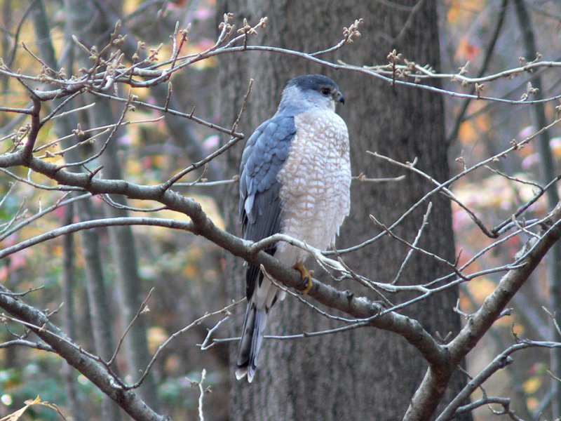 Huntley Meadows Park, VA - Nov. 24, 2007 - adult male