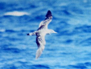 Offshore from Manteo, NC - Aug. 21, 1987