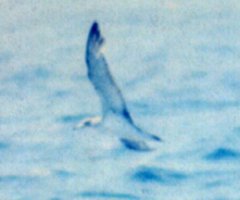 Offshore from Manteo, NC - Aug. 21, 1987