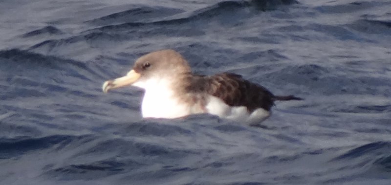 Offshore from Sambro, NS - Sep. 21, 2013 - sitting on water