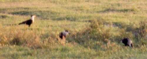 South of Basinger, FL - May 6, 1985