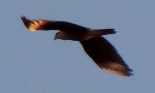 Santa Cruz Flats, AZ - Jan. 6, 2012 - in flight