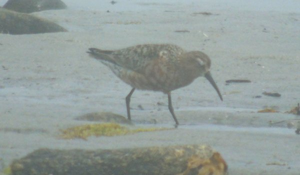 Hawk Beach, Cape Sable Island, NS - July 23, 2016