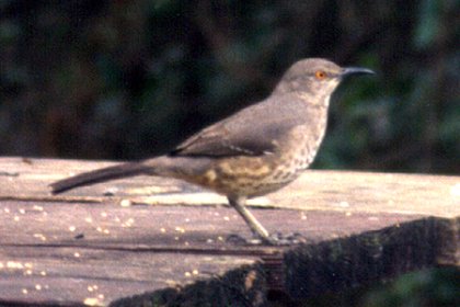 Bensten - Rio Grande State Park, TX - Apr. 1, 1986
