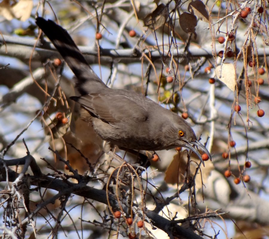 Gilbert Water Ranch, Gilbert, AZ - Feb. 2, 2014