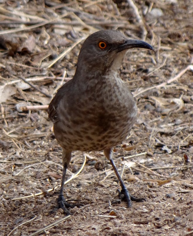 Bosque del Apache, NM - Dec. 20, 2011