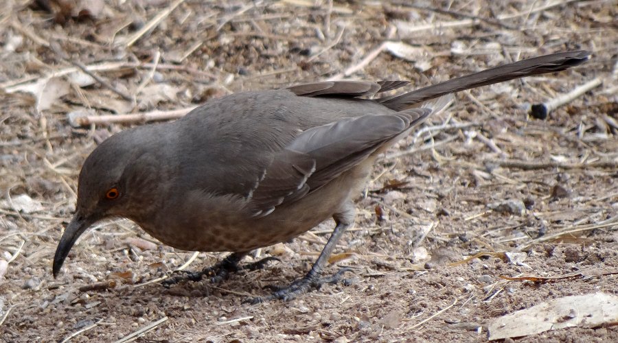 Bosque del Apache, NM - Dec. 20, 2011