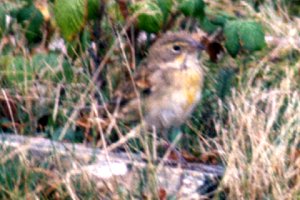 Seal Island, NS - Oct. 13, 1985