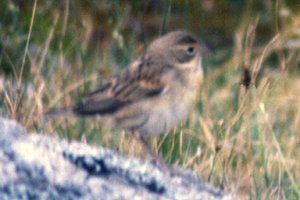 Seal Island, NS - Oct. 13, 1985