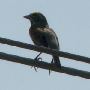 Egypt Road, S. of Cambridge, MD - May 22, 2011 - male breeding plumage