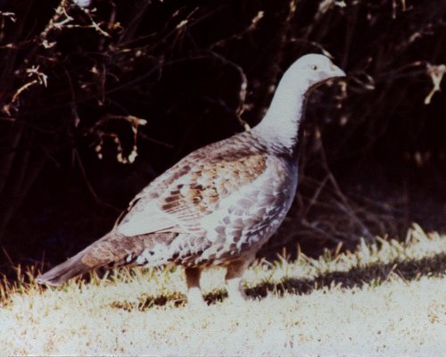 Banff, Banff National Park, AB - Apr. 27, 1979 - female