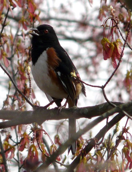 Huntley Meadows Park, VA - April 5, 2008