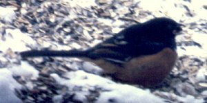 Middleton, NS - Dec. 29, 1987