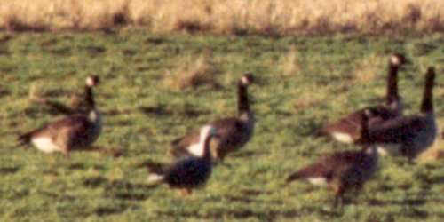 Reifel Migratory Bird Sanctuary, Westham Island, BC - Dec. 30, 1977