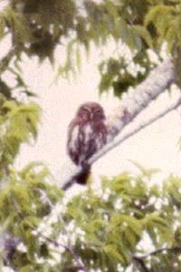 Falcon Dam, TX - Apr. 6, 1986