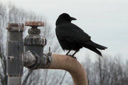 Warrenton, VA - Feb. 12, 2007