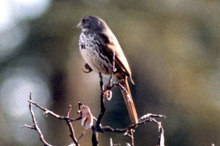 Crane Flats, Yosemite National Park, CA - May 5, 1980