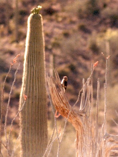 near Tucson, AZ - May 30, 1980