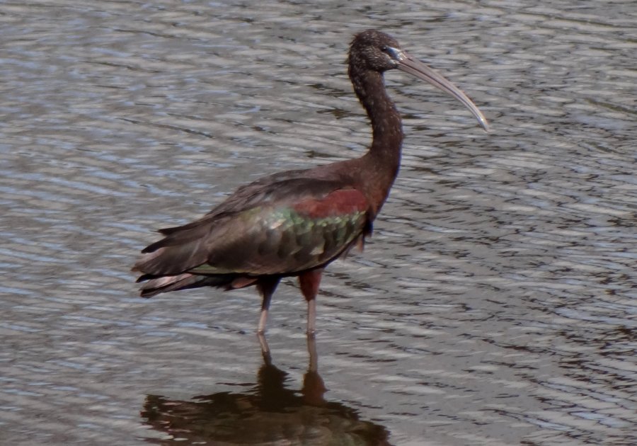 Chincoteague NWR, VA - Aug. 19, 1987