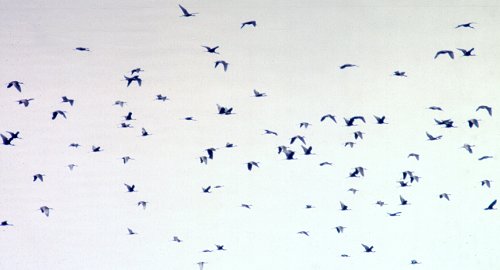 Bombay Hook NWR, DE - Aug. 24, 1987