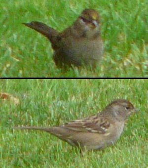 Ottawa, ON - Oct. 12, 2010 - immature