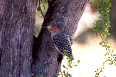 Benston State Park, TX - Apr. 1, 1986