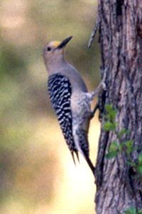 Benston State Park, TX - Apr. 1, 1986