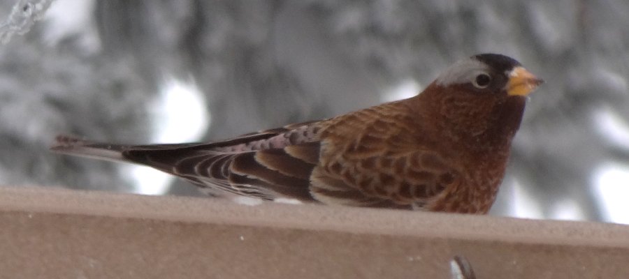 Sandia Crest, NM - Dec. 21, 2011