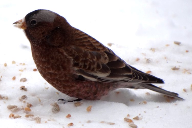 Sandia Crest, NM - Dec. 21, 2011