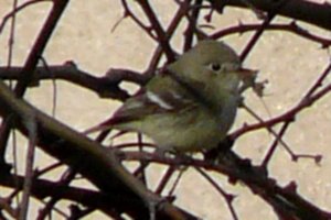 San Pedro River Reserve, Dudleyville, AZ - Jan. 2, 2011