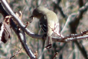 San Pedro River Reserve, Dudleyville, AZ - Jan. 2, 2011