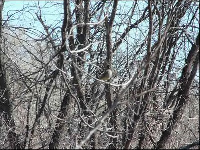 San Pedro River Reserve, Dudleyville, AZ - Jan. 2, 2011