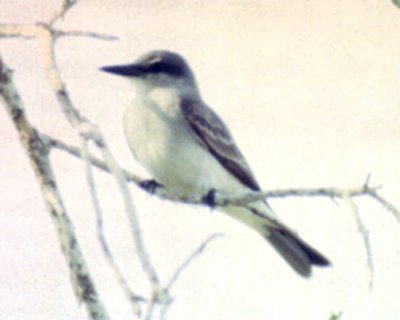 Bailey Tract, Sanibel Island, FL - May 7, 1985