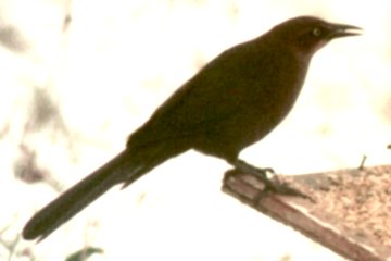 Lake Larose, NS - Dec. 6, 1983 - female