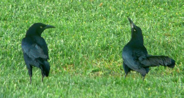 Phoenix, AZ - Apr. 10, 2010 - males