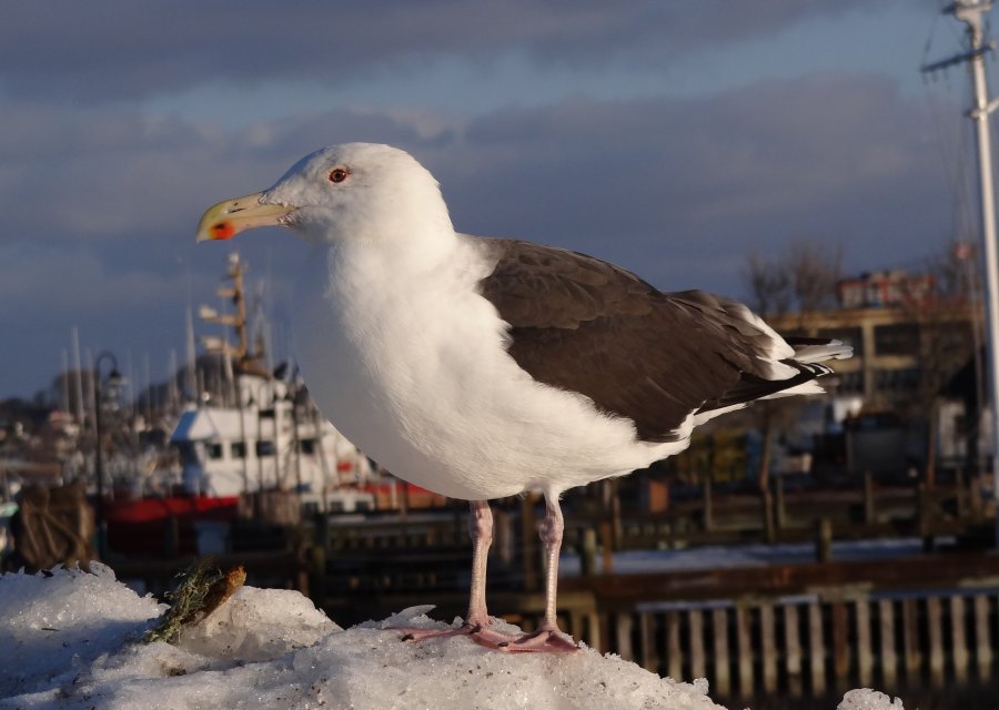 Yarmouth, NS - Jan. 16, 2015 - adult
