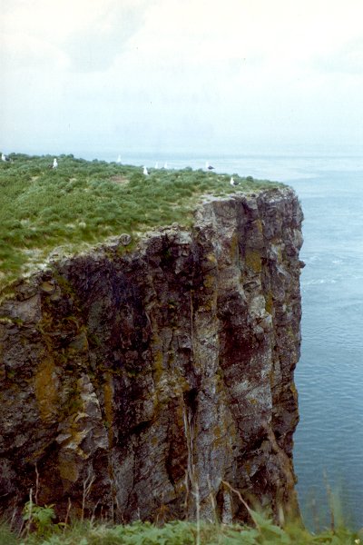 Cape Split, NS - Jun. 23, 1974 - nesting colony