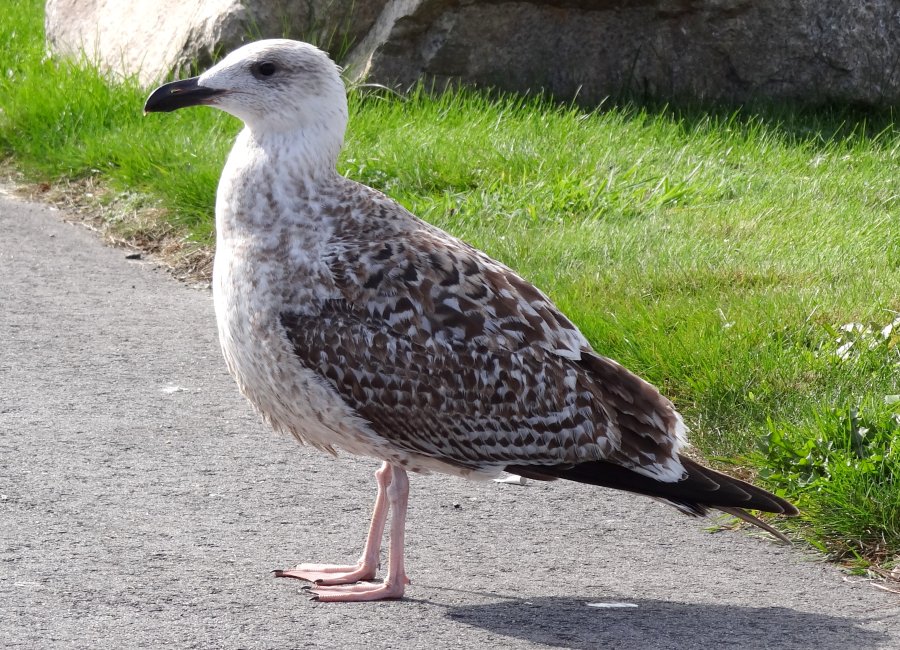 Yarmouth, NS - Oct. 18, 2014 - 1st winter