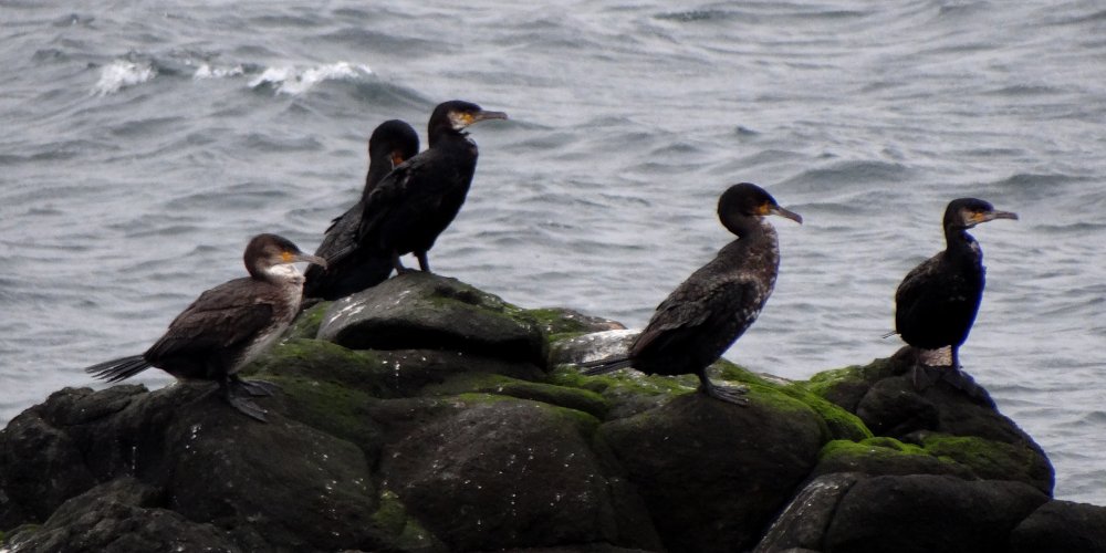 Brier Island, NS - Oct. 1, 2013 - adults and immatures