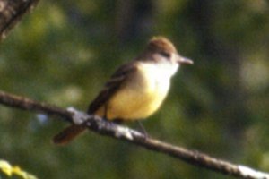 Britannia Conservation Area, Ottawa, ON - May 28, 1988