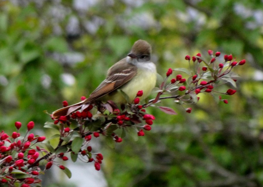 Middleton, NS - May 28, 2014
