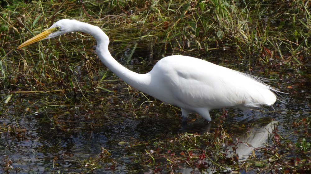 Anhinga Trail, Everglades National Park, FL - Jan. 12, 2013