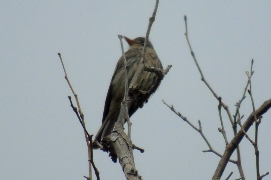 Ramsey Canyon, AZ - Mar. 31, 2016